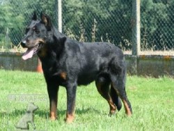 Beauceron - štěňata