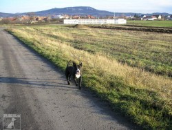 Dasti