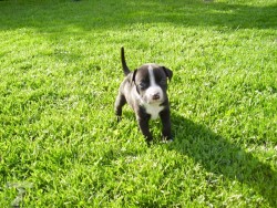 Dasti