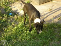 Dasti