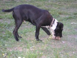 Dasti