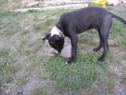 Dasti