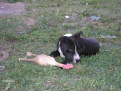 Dasti