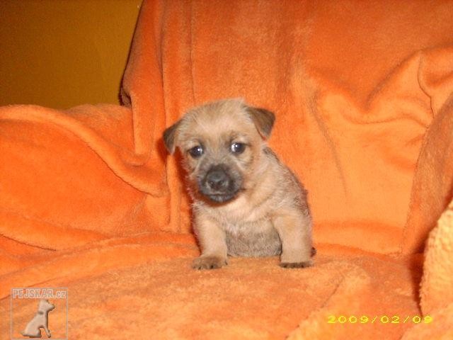 štěnata TERRY-WESTIE