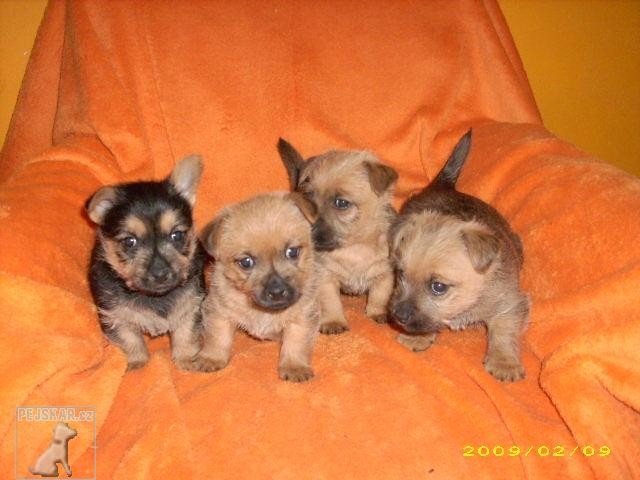 štěnata TERRY-WESTIE