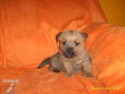 štěnata TERRY-WESTIE