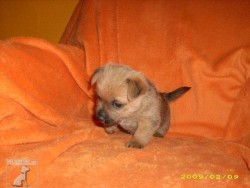 štěnata TERRY-WESTIE