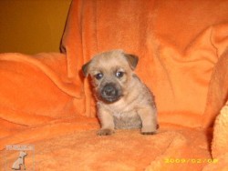 štěnata TERRY-WESTIE