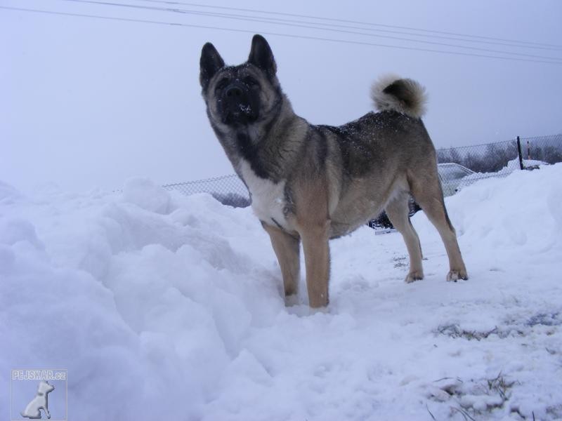 Americká Akita Šebina