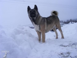 Americká Akita Šebina