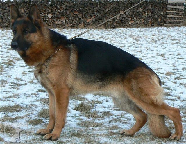 jedinci z CHS z Krupičkova mlýna