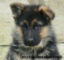 jedinci z CHS z Krupičkova mlýna