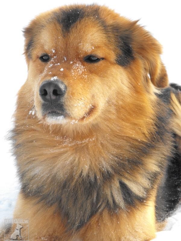 Maximus