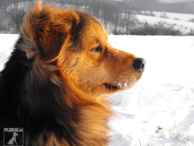 Maximus