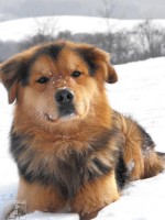 Maximus