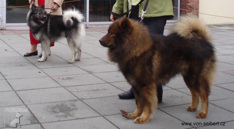 Eurasier von Seibert