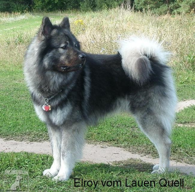 Eurasier von Seibert