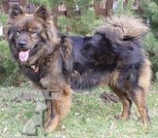 Eurasier von Seibert