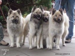 Eurasier von Seibert