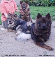 Eurasier von Seibert