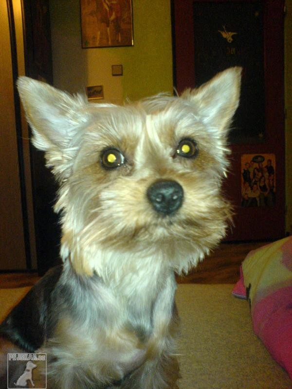 sindy