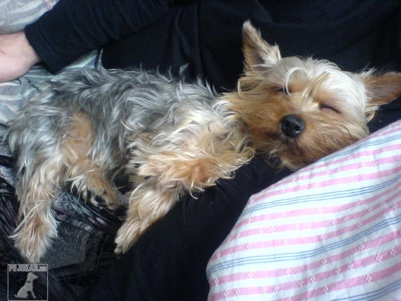 sindy