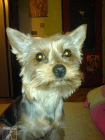 sindy