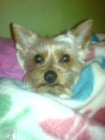 sindy