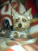 sindy