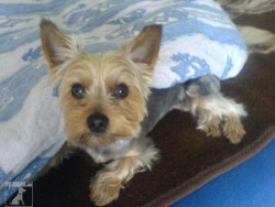 sindy