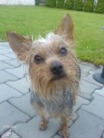 sindy
