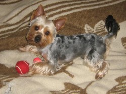Teddy