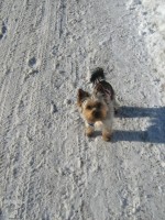 Teddy
