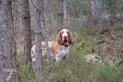 Italský ohař - Bracco italiano