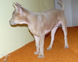 Thajský Ridgeback