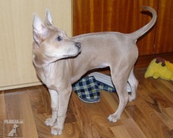 Thajský Ridgeback