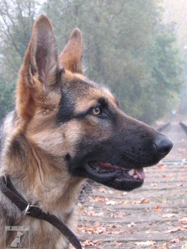 Gera