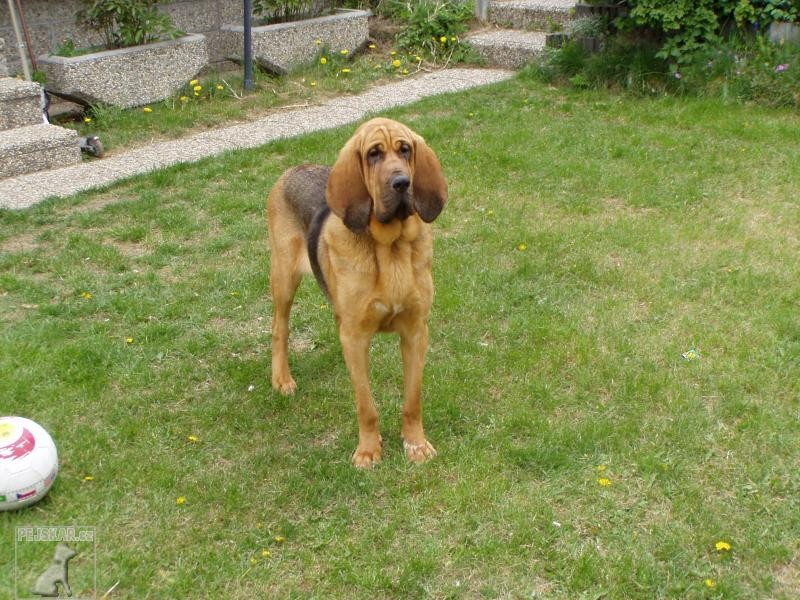 bloodhound