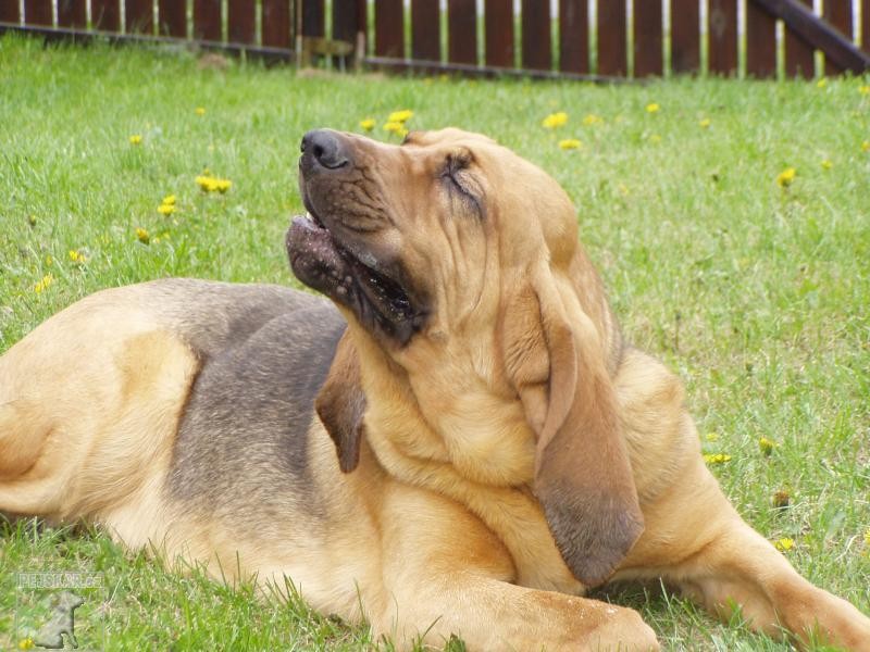 bloodhound