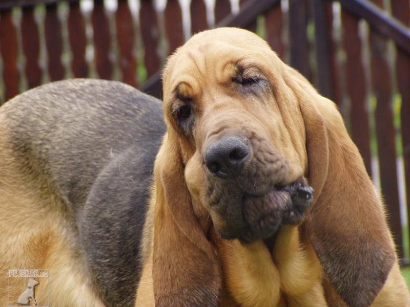 bloodhound