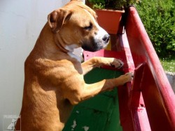 Americký pitbulteriér