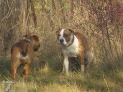 MAX A AGI