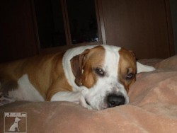 MAX A AGI