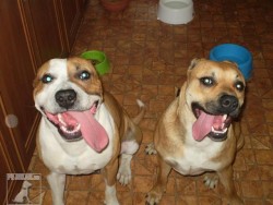 MAX A AGI