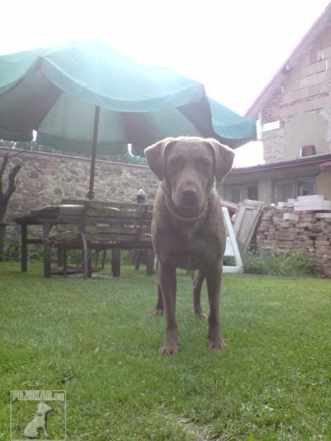 Barča