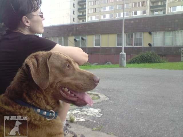 Barča