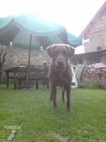 Barča