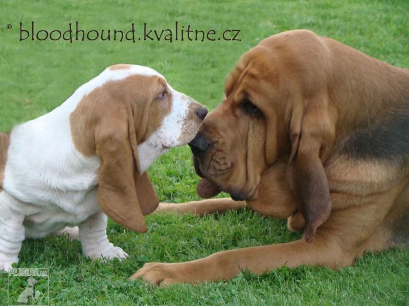 Bloodhound