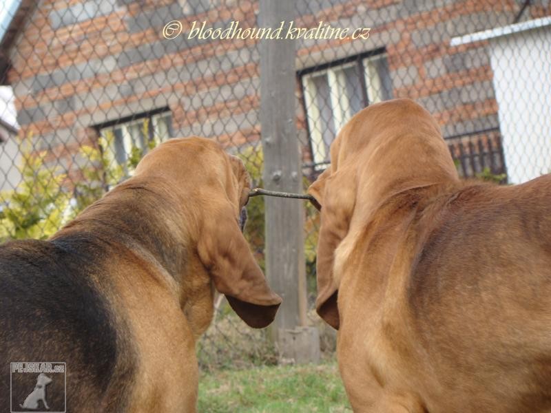 Bloodhound