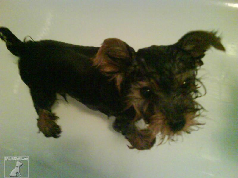 lucky a largo